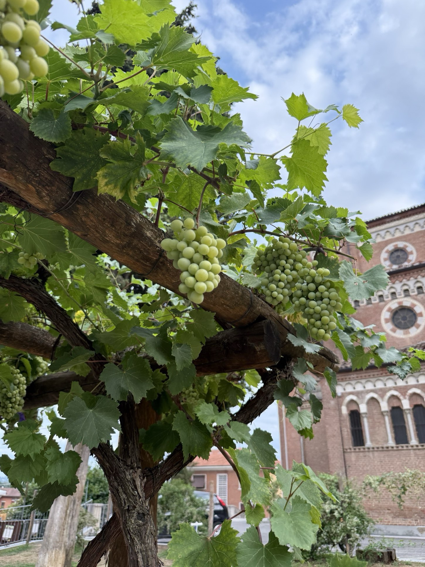 Martin Hertzman among the vines.