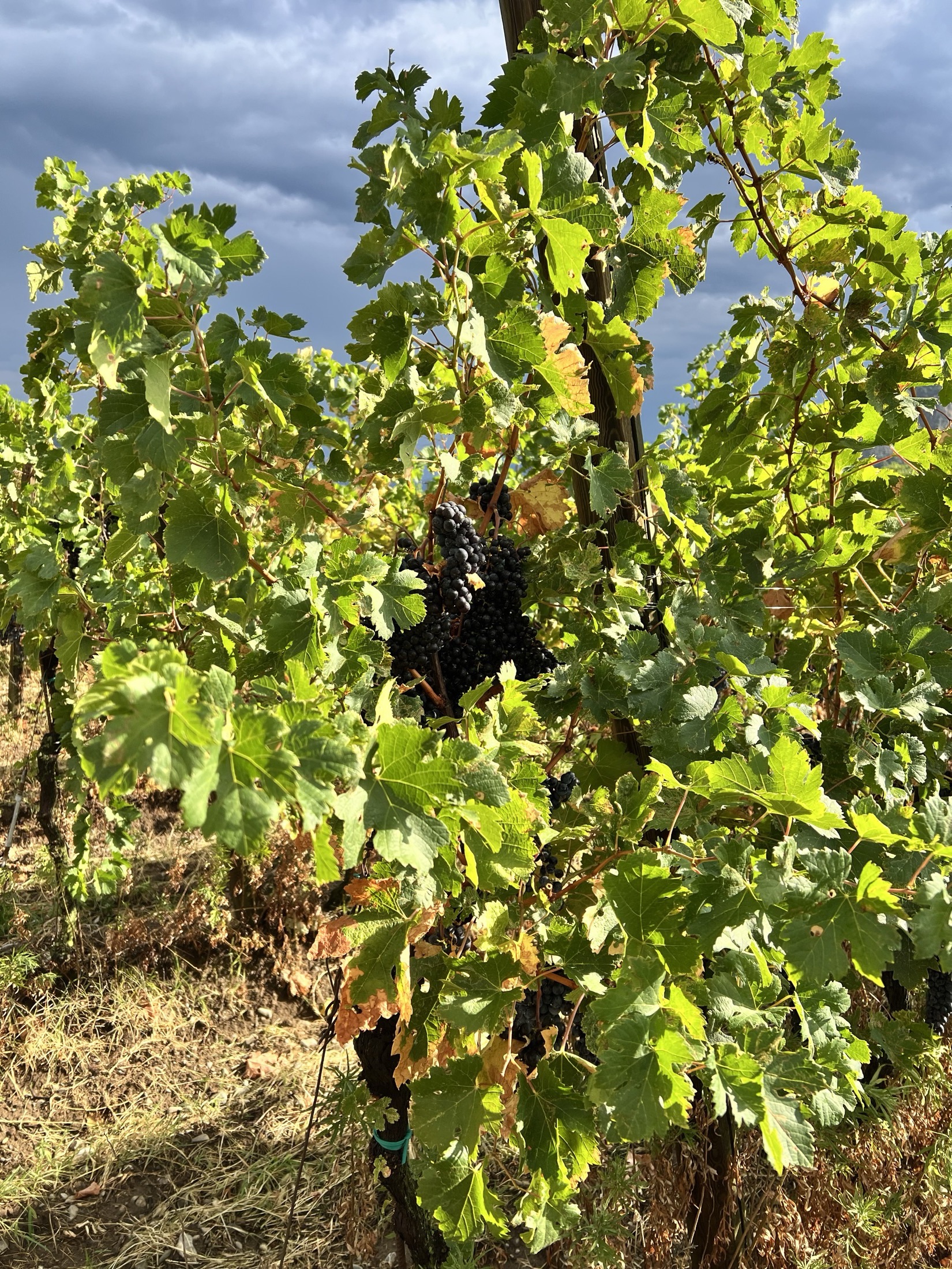 A ripening cluster of dark grapes on the vine under a turning, cloud-heavy sky.