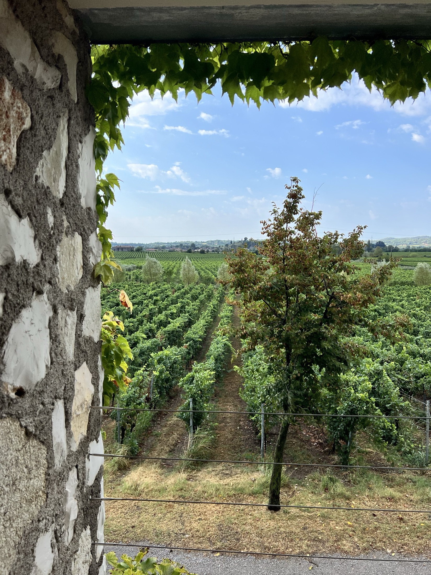 A stone archway opening onto rows of vines running down into a wide European valley.