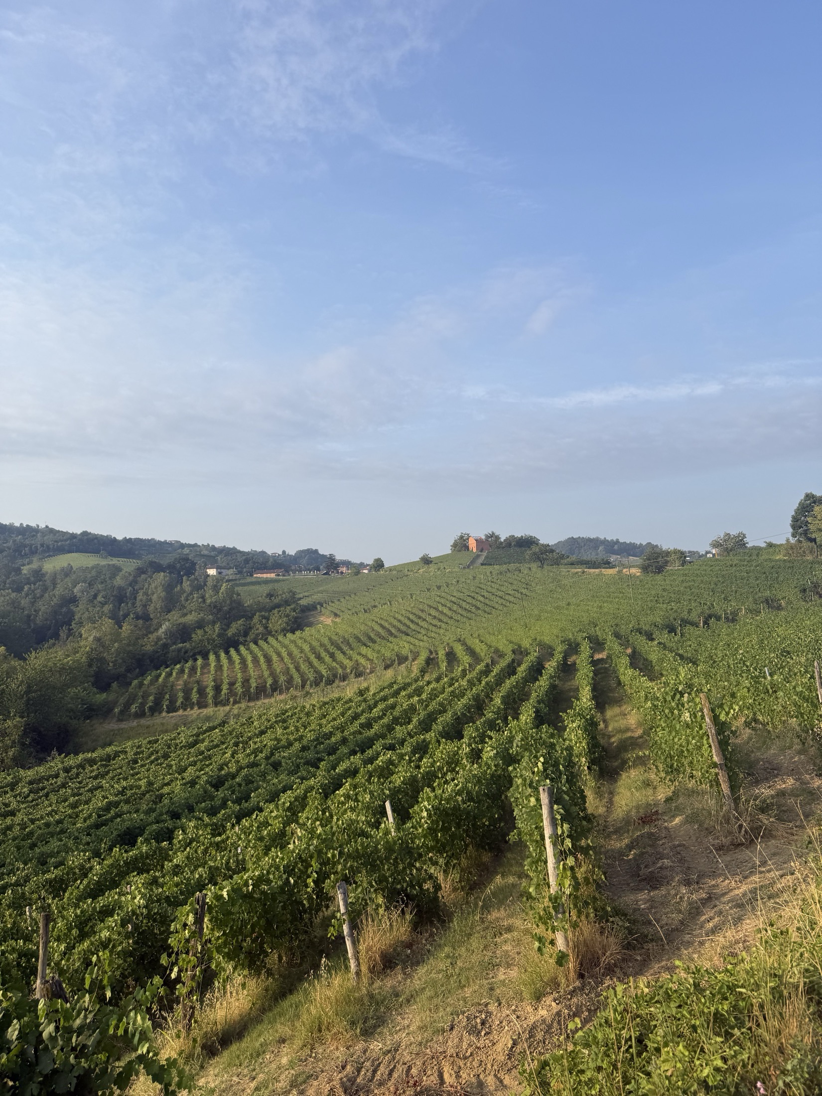 Rows of vines curving over rolling hills in the early morning light, a chapel on the far ridge.