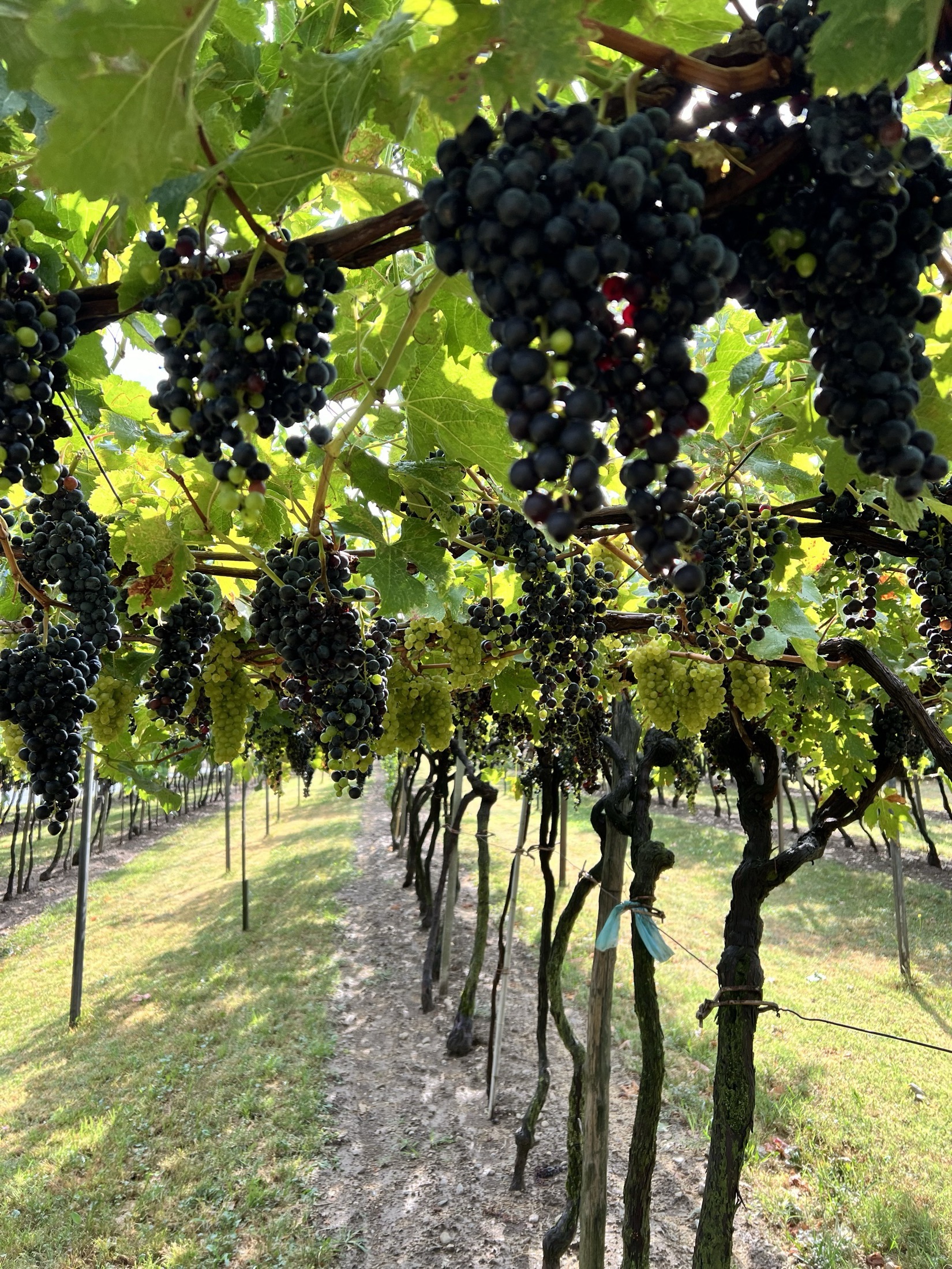 Bunches of black and green grapes hanging from a pergola above a grassy vineyard row.